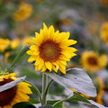 Sunflower16