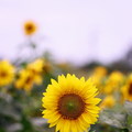 Sunflower17