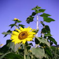 Sunflower18