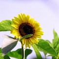 Sunflower19