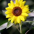 Sunflower21