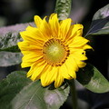Sunflower22