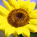 Sunflower23
