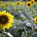 Sunflower24