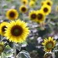 Sunflower25