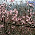 竹子湖已見不到日據時栽種的吉野櫻、大島櫻等、至今只看到較早與新近栽植的緋寒櫻(山櫻花)，開粉紅、紅、白三種花色，然而花期都不一樣。
