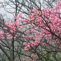陽明山公園裡的櫻花種類比較齊全,各種櫻花的花期卻不一樣:有的已經盛開,有的尚未開花! 
