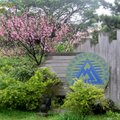 中山樓大門左側的櫻花依靠在國家公園標誌旁,據知有大島櫻等品種較優的櫻花,二月底正盛開。