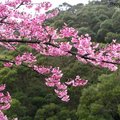 永公路的櫻花是每年必訪的祕地,盛開時攝影師都會到這兒拍攝。