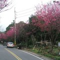2006復興三路櫻花