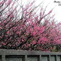平等里平菁街巷內的櫻花盛開時粉紅一片,景象十分驚豔。