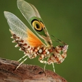 自然生態中的螳螂