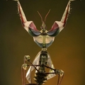 自然生態中的螳螂