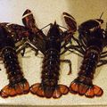 Lobster - 4