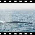 whale - 1