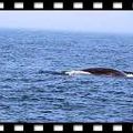 whale - 1