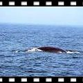 whale - 2