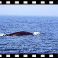 whale - 5