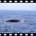 whale - 3