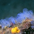 印尼聖加拉奇潛水樂