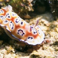 大海蛞蝓