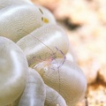 泡泡海葵蝦