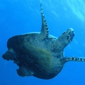 海中散步-海龜