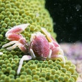 海葵共生蟹