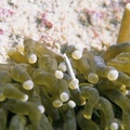 海葵中的小白海龍