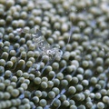 透明海葵蝦