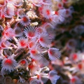 海中花-旋毛管蟲