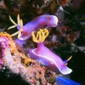 美豔海蛞蝓