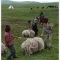 朗木寺--唐克.藏族牧民剪羊毛01