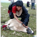 朗木寺--唐克.藏族牧民剪羊毛05