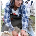 朗木寺--唐克.藏族牧民剪羊毛14