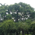 樹1