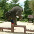 大象4