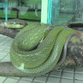 毒蛇3