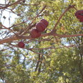 冬天，掌葉蘋婆蛻去綠葉，春天，換上火紅新衣，紅色花序與新葉同時綻放，壯碩樹形顯露出挺拔昂揚的丰采