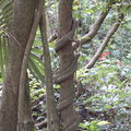 籐類植物纏繞大樹