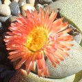 Flowering  Stone