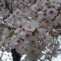 雪天櫻花