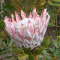 不長在南非，倒是長在我家院子，從含苞到開花經過好幾個月，都記不清了。
