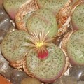 夜間才開花的石花---Conophytum truncatum