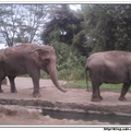 印尼野生動物園 - 大象
