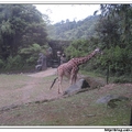 印尼野生動物園 - 長頸鹿