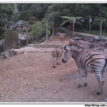 印尼野生動物園 - 22