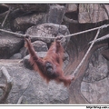 印尼野生動物園 - 猩猩