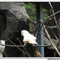 印尼野生動物園 - 鸚鵡