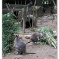 印尼野生動物園 - 袋鼠